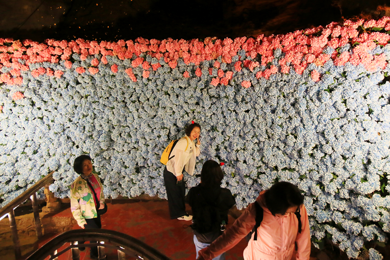 五萬余朵繡球花織就夢幻花廊，黃龍洞一路生花迎“五一”